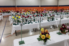 Dahlia-Society-of-Tennessee-2022-Show-crop