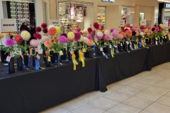 Table-of-Medium-Dahlias-2022