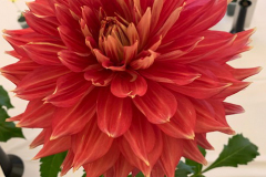 crop