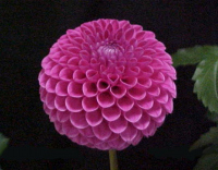 2007 MARY'S JOMANDA