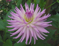 1999 TARATAHI LILAC