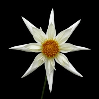 2013 VERRONEs MORNING STAR