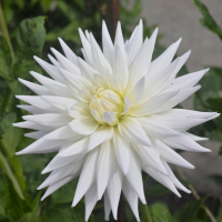 NARROWS MINDED AL in Tacoma Trial Garden