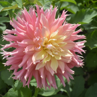 ALLEN'S ANGEL EYE in Tacoma Trial Garden