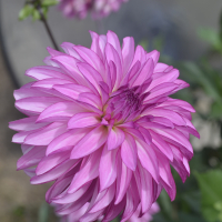 BARON RON in Tacoma Trial Garden