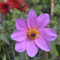 BLOOMQUIST DAINTY in Tacoma Trial Garden