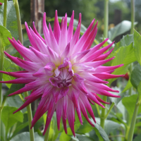 BLOOMQUIST WINNIE in Tacoma Trial Garden