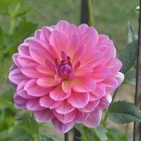 CARMEN HARPER GRACE in Tacoma Trial Garden