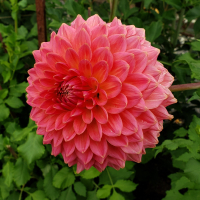 CONNIE LIZ in Tacoma Trial Garden