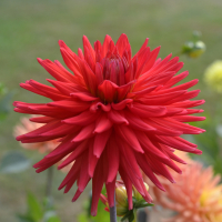 HOLLYHILL SEEING RED in Tacoma Trial Garden