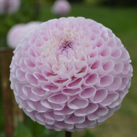 IRISH CANDY in Tacoma Trial Garden