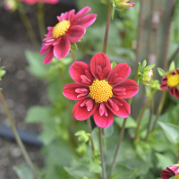 KELSEY SPIRIT in Tacoma Trial Garden