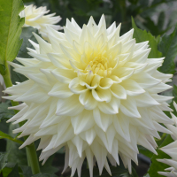 NETHERTON CINDY in Tacoma Trial Garden