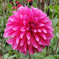 Bloomquist Pinwheel  in Tacoma Trial Garden, Stake 15