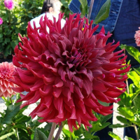 Bloomquist Richard  in Tacoma Trial Garden, Stake 19