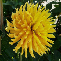 Clearview Shannon  in Tacoma Trial Garden, Stake 36