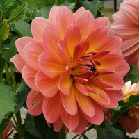 Maks Betty Lynn  in Tacoma Trial Garden, Stake 42