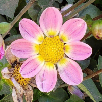 Sungate's Beverly  in Tacoma Trial Garden, Stake 43