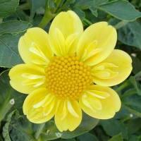 Sungate's Avery  in Tacoma Trial Garden, Stake 44