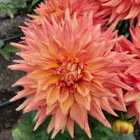 Garden Club of Dayton  (stake 59)