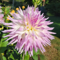 Sandia Stargazer (stake 4)