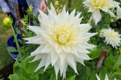 10-AC-Great-White