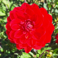 10 Hollyhill Red Rose 2