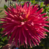 11 Hollyhill Duchess