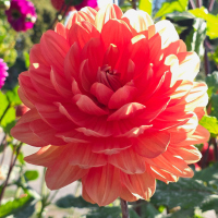 12 Hollyhill Calypso