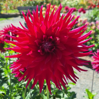 15 Dragonfly Miss A.J.