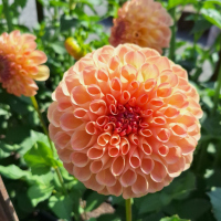 25 Glencoe Peach