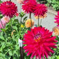 36 Carmen John's Miracle                                                                         