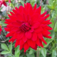 38 Bob's Red Delight