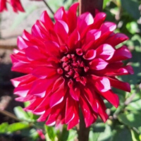 40 Carmen John's Miracle                                                                                                                                             