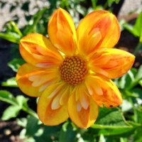 43 Lillian's Butternut