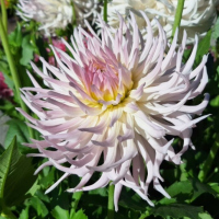 5 Sandia Lace