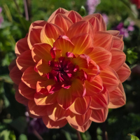 7 Sandia Marmalade
