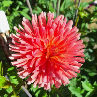 9 Hollyhill Sugar Baby