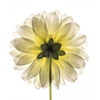 I Like Dahlia Butt by Sanjay Jani