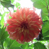 Looking up from Below by Anita Richie