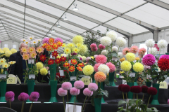 Class 5-1st Place-Harrogate UK-Jeff Laine