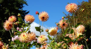 Fundamentals of Growing Dahlias - The American Dahlia Society