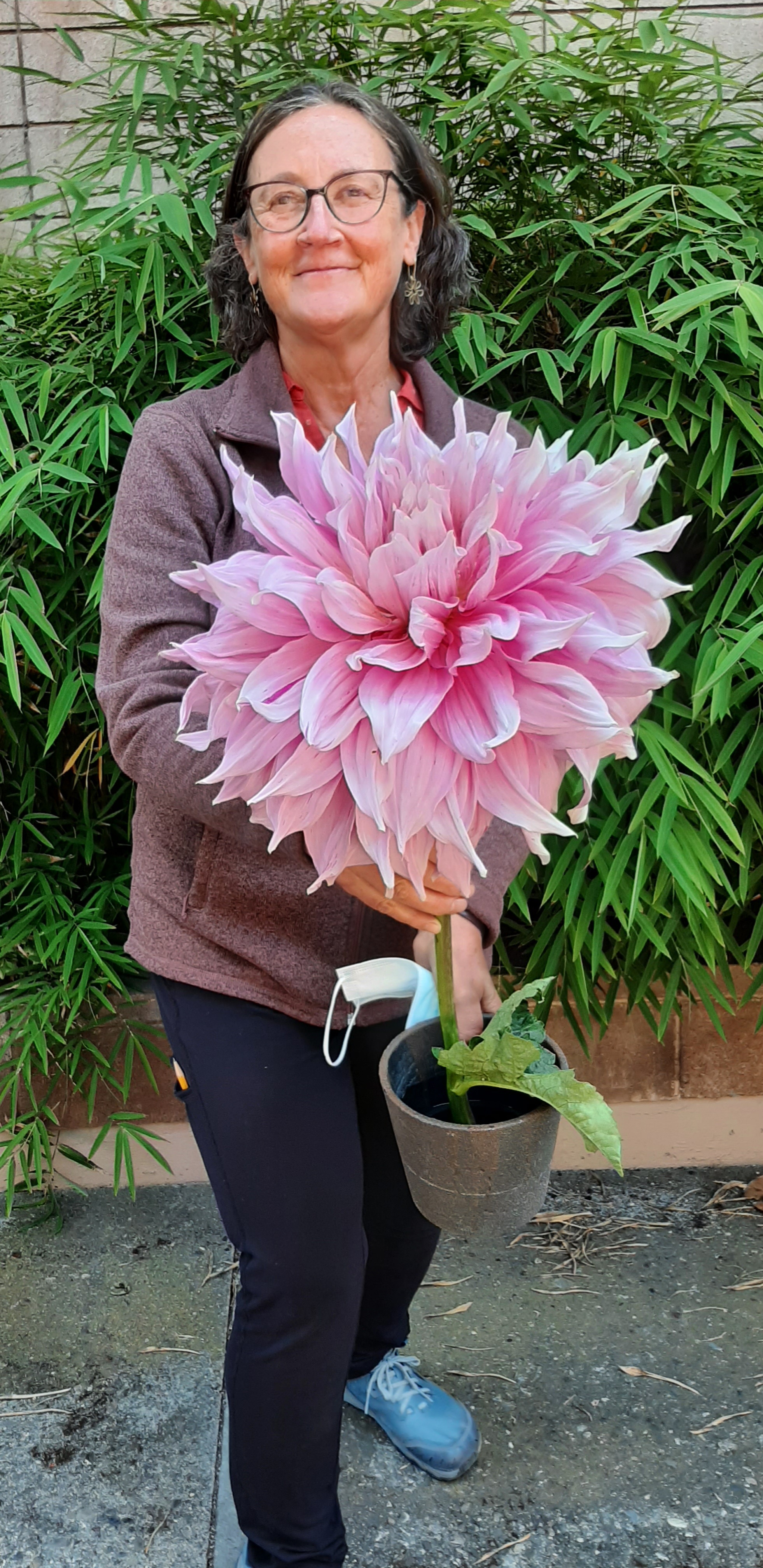 Largest Dahlia in the World Winner 2022