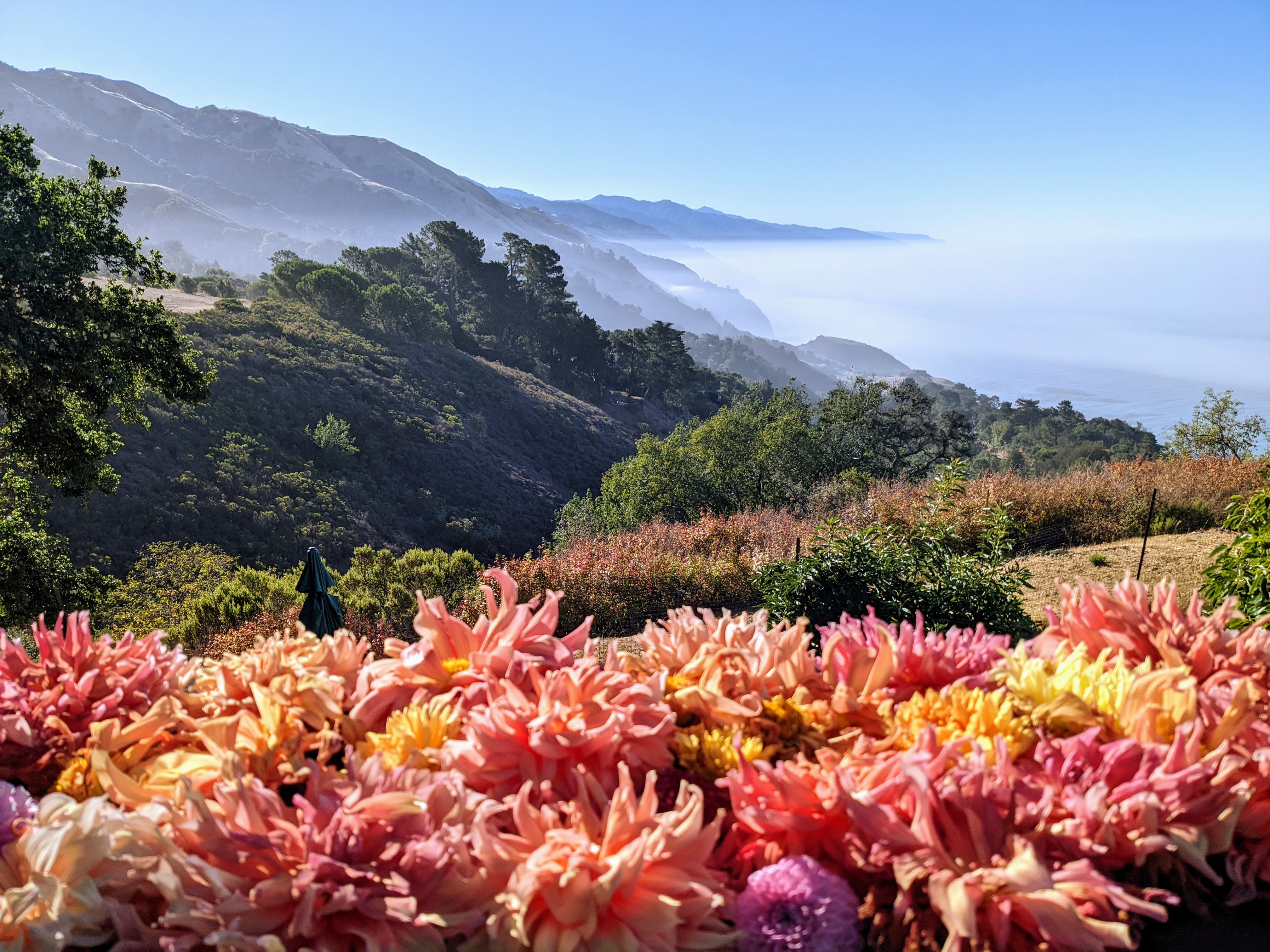 Class-4-1st-Place-Garden-in-Big-Sur-by-Fran-Heller