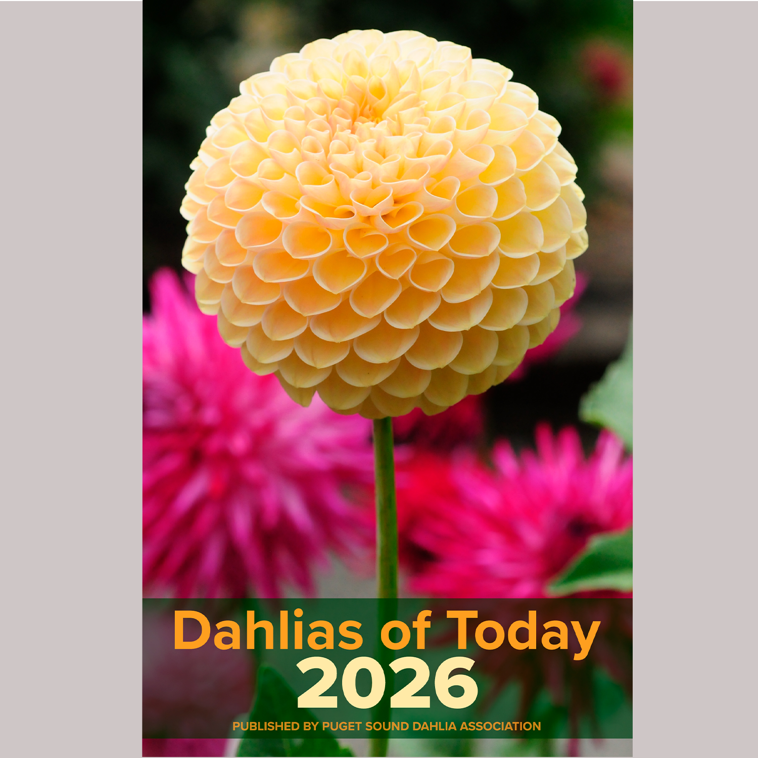 Dahlias of Today 2026